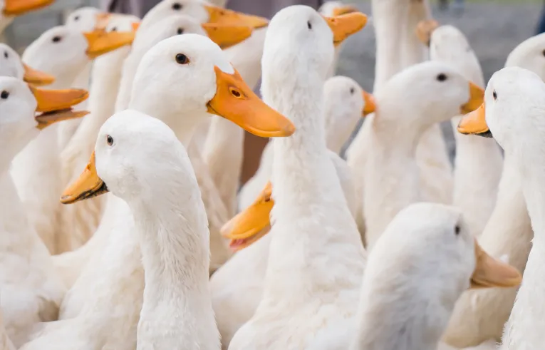 stado gęsi